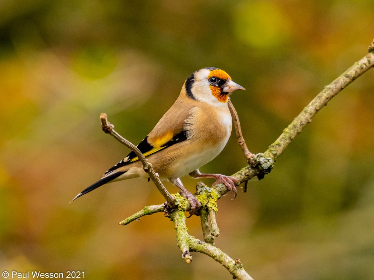 PaulWesson2's tweet photo. Nuthatch, Greater Spotted Woodpecker and Goldfinch. @NTCalkeAbbey https://t.co/zo7yeN5Yzb