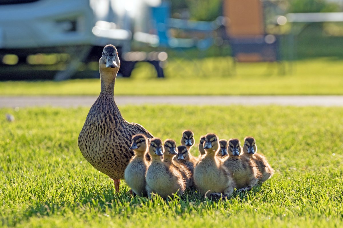 University of Plymouth (@plymuni) on Twitter photo Watching nature videos on social media supported people’s #MentalHealth and wellbeing during Covid-19 lockdowns, researchers find 🐸🦊🐣🐰🐞🐿️🦡 
plymouth.ac.uk/news/watching-… Watching nature videos on social media supported people’s #MentalHealth and wellbeing during Covid-19 lockdowns, researchers find 🐸🦊🐣🐰🐞🐿️🦡 
plymouth.ac.uk/news/watching-…