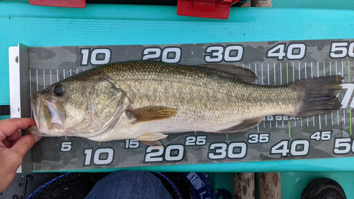 ノリーズ エスケープツイン等 巧漬け 2020、5月 田辺 伊藤巧 marz.jp