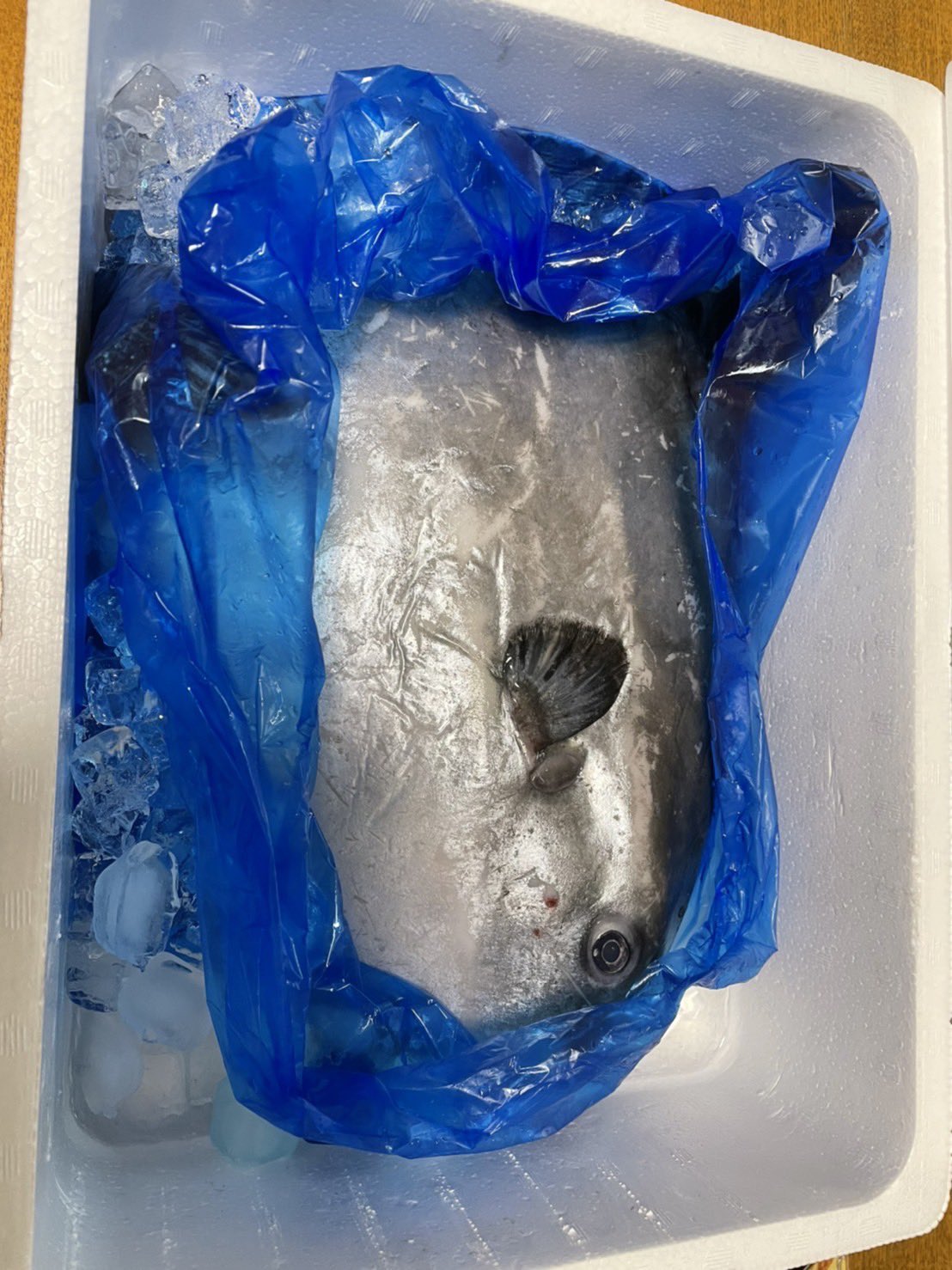 魚好き 特に好きなのはマツカサウオ Sakana01 29 Twitter