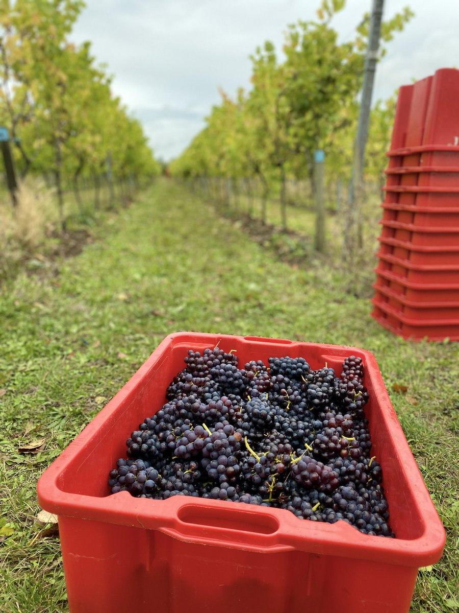 Saffron Grange (@saffrongrange) on Twitter photo Calling all local friends 📣 We are looking for volunteer pickers to come & help harvest our 2021 grapes 🍇 on Thurs 28th / Fri 29th Oct or Mon 1st Nov - Fri 5th Nov. Please email harvest@saffrongrange.com if you can join us! Calling all local friends 📣 We are looking for volunteer pickers to come & help harvest our 2021 grapes 🍇 on Thurs 28th / Fri 29th Oct or Mon 1st Nov - Fri 5th Nov. Please email harvest@saffrongrange.com if you can join us!
