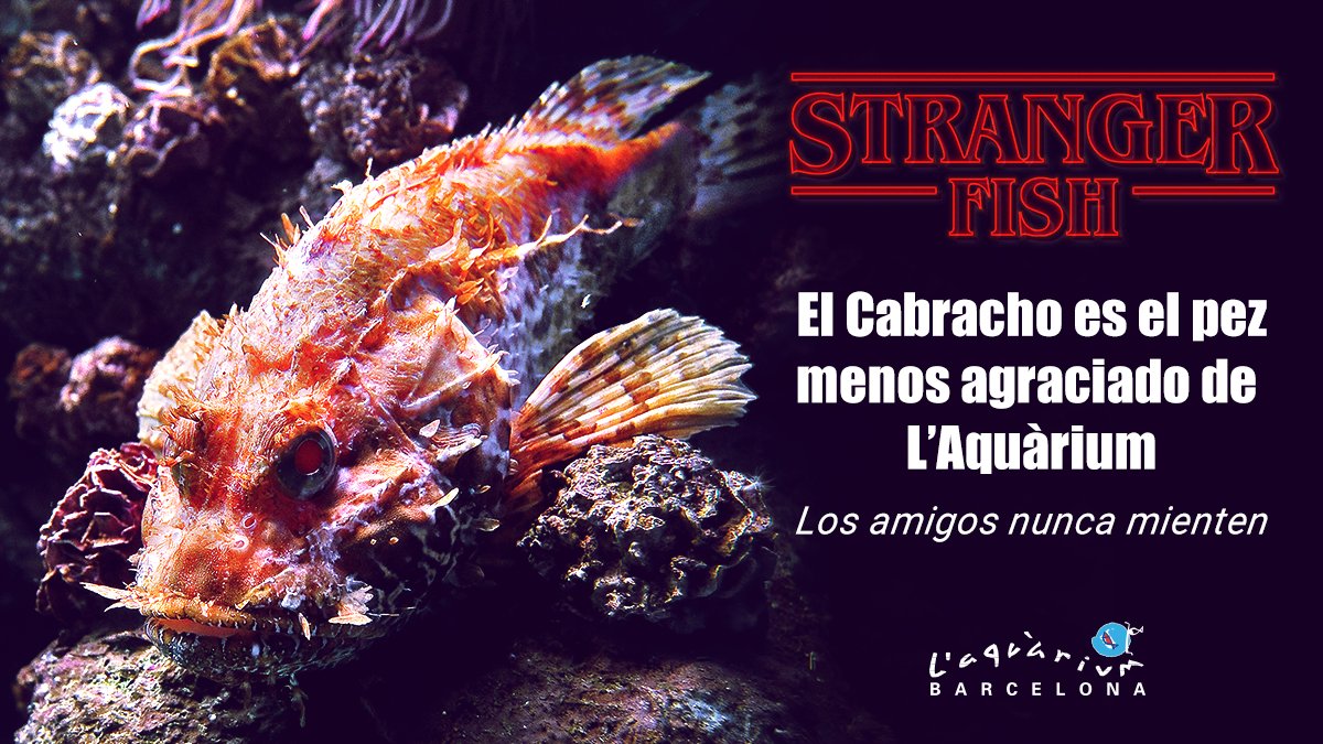 AquariumBcn's tweet photo. No es el más agraciado pero tampoco es difícil de mirar. 
De tan raro es fascinante 😍

#strangerfish #laquarium #bcn https://t.co/FptVcdr2nC
