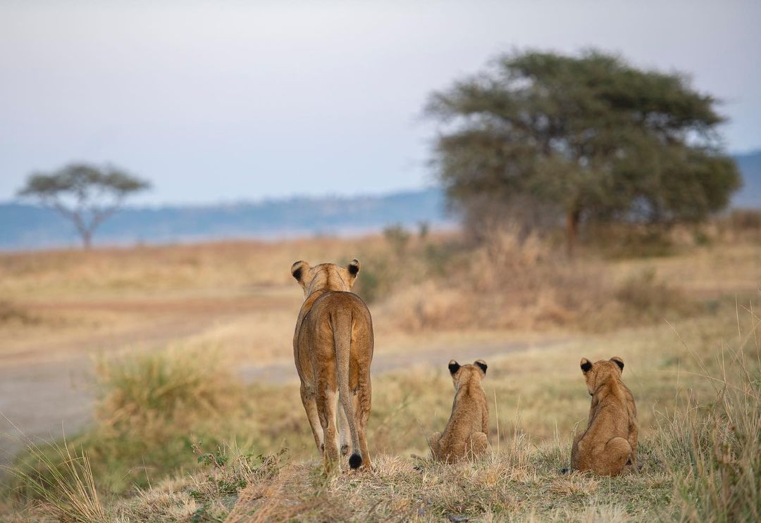 You don't have to wait for more to enjoy some of Tanzania's most beautiful sights! 🇹🇿 
We've pulled together a few ideas for an 8-day tour around the best northern national parks for the summer holidays!