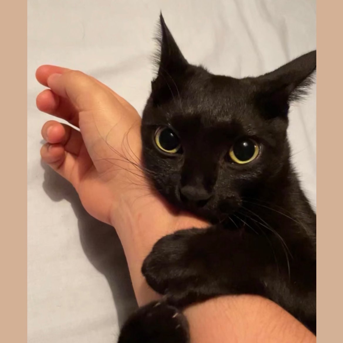 isagferrer_'s tweet image. Cuando adoptamos a Koda mi padre me preguntó si no podía ser otro que no fuera negro. Le expliqué que a los gatos negros les cuesta más encontrar hogar. Ahora vamos a adoptar otro gatito y lo primero que me ha dicho es que sea uno negro porque son los que más cuestan de adoptar.