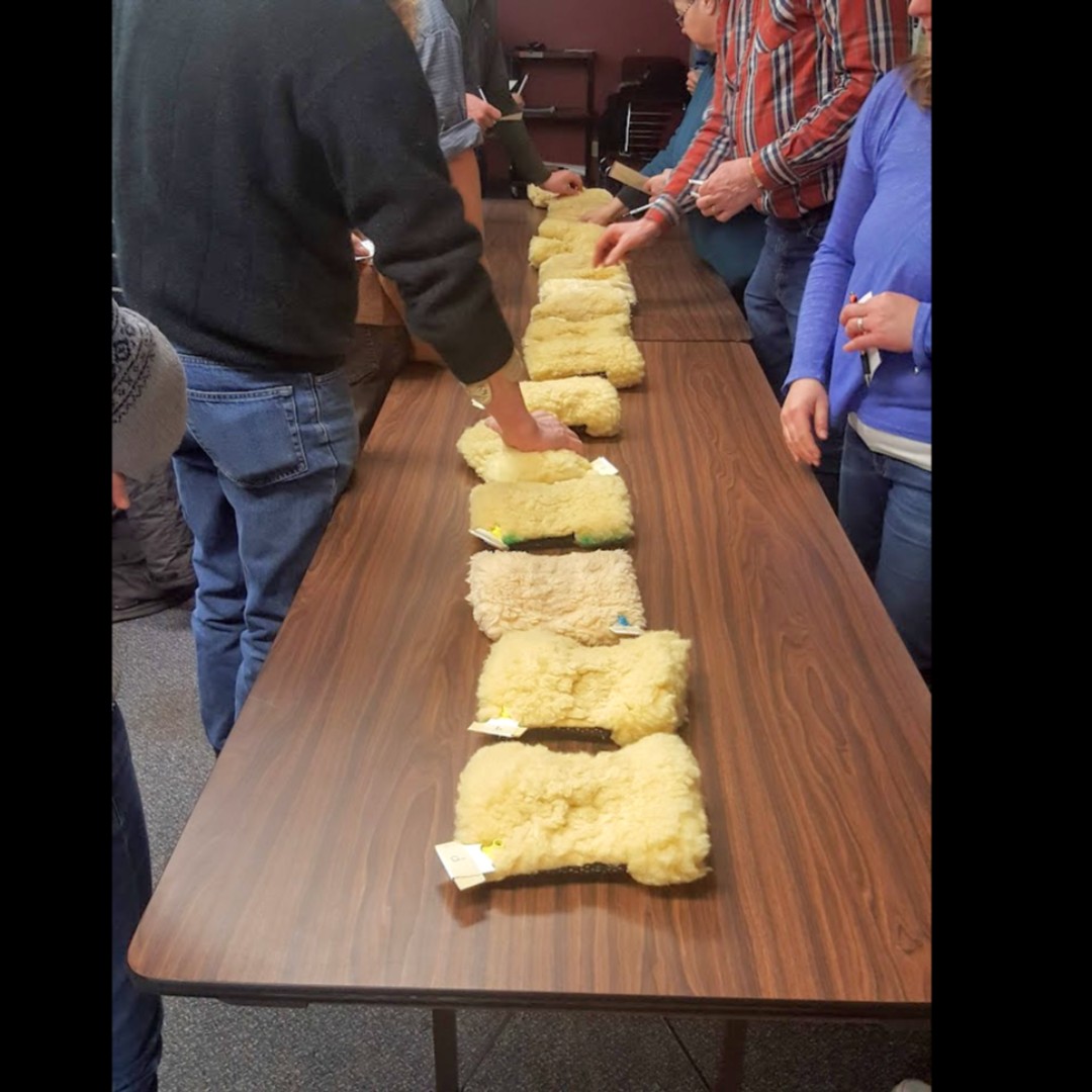 GBFarmersWeek's tweet photo. #TBT back to an in-person course about sheep body condition scoring.  It was a great hands on, interactive, educational night! We are working on our winter webinar series for 22.  There are lots of great info sessions coming your way!
#GreyAg #AgCourses #OntAg #AgEvents https://t.co/wzYwugqnPc