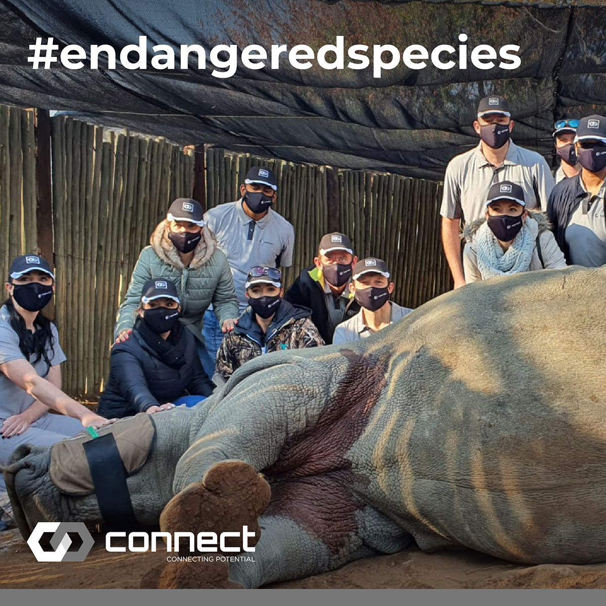 LesakaTech's tweet photo. The Connect team helped save 8 rhinos last week in Limpopo by dehorning them.  We are so proud to be part of this conservation cause, which will keep the rhinos protected for another 18 months, before being dehorned again #MakeADifference #RhinoPouchingMustFall https://t.co/zdEaP6Cq7g