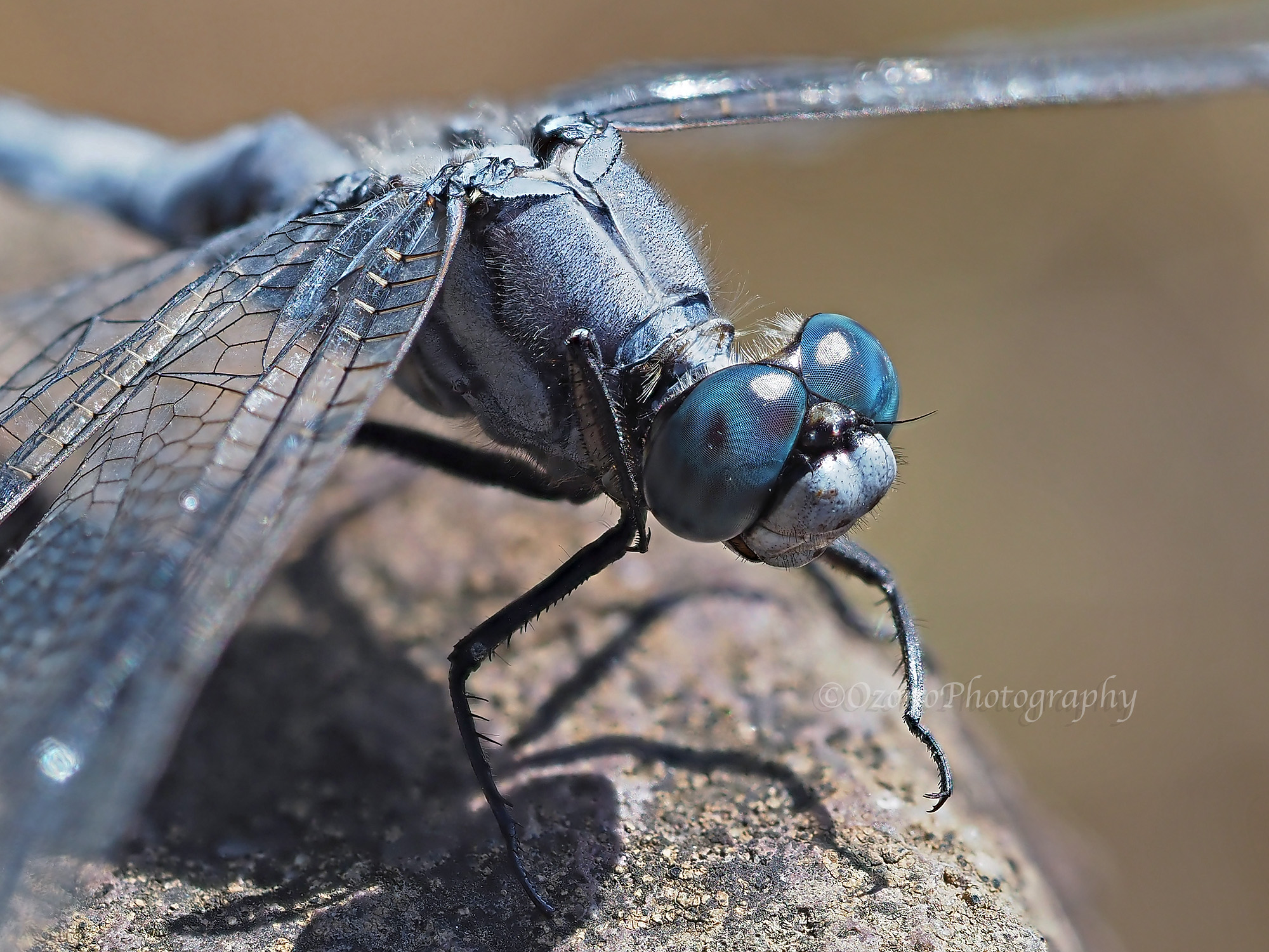 尾園 暁 Twitterissa とんぼのめがねは 水色めがね シオカラトンボ T Co Oyosjhc9ro Twitter