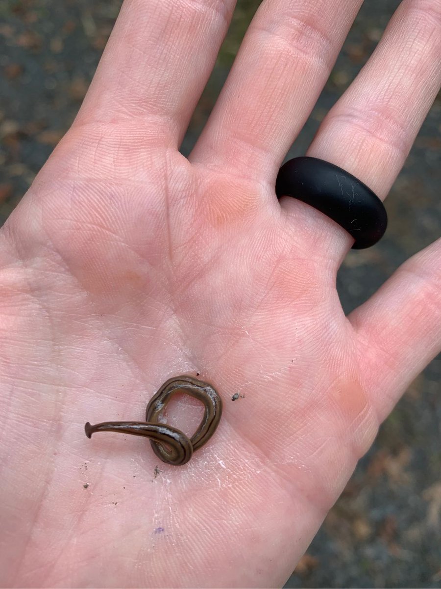 Here’s some wild and creepy nature facts:  we found this on the ground at the Lab. It’s a hammerhead worm. They are carnivorous and will dissolve their prey using enzymes found in their slime.  Considered invasive, they will reproduce if you cut them half…like a slimy hydra.
