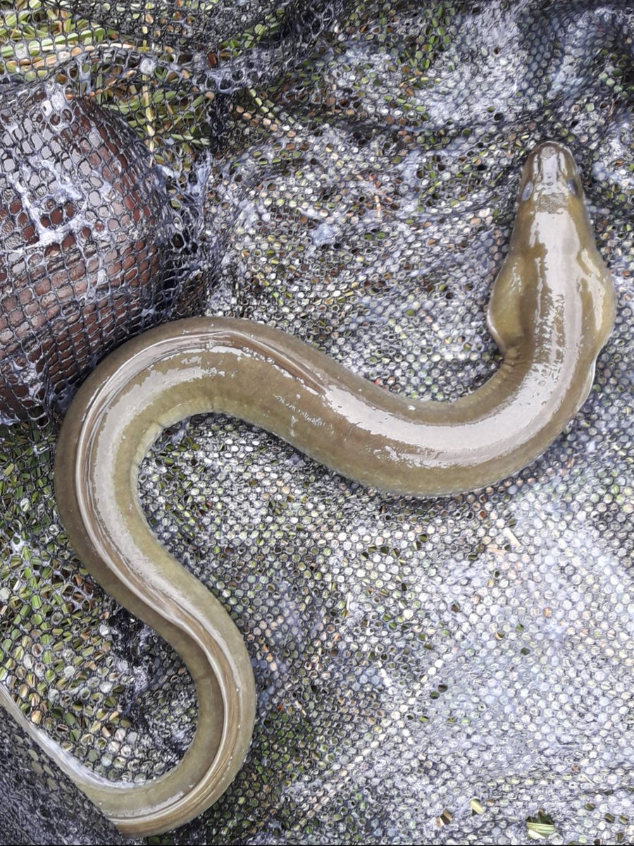 My favourite peatland/wetland animal - the eel #peatlandmatters #sustainablepeatlands