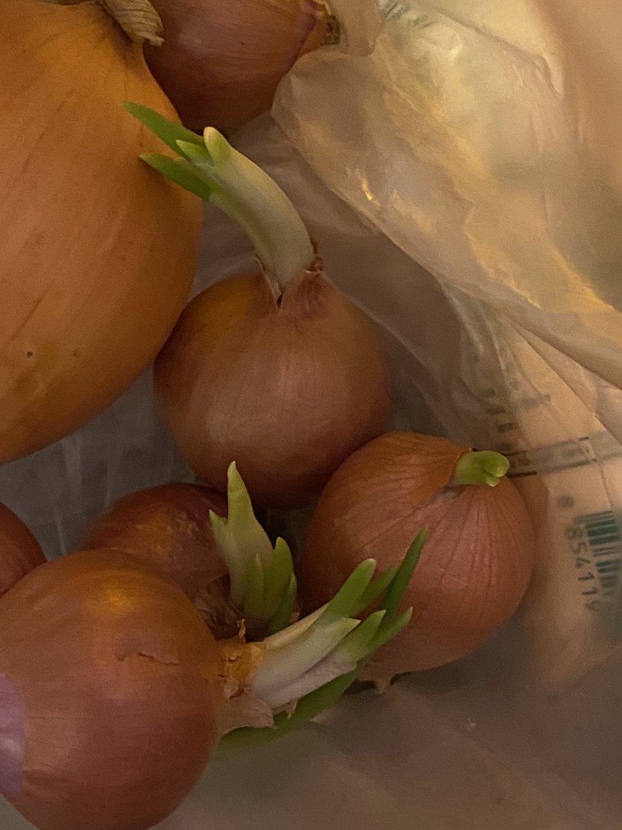 อีเหี้ยหอมแดงในตู้เย็นกุมันพยายามมีชีวิตเฉย สู้ดิวะอีหญิงหอมแดงยังสู้มึงจะท้ออะไรร🥲