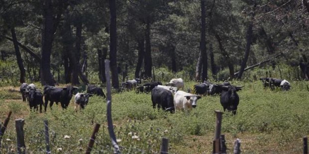 ABC_Toros tweet media