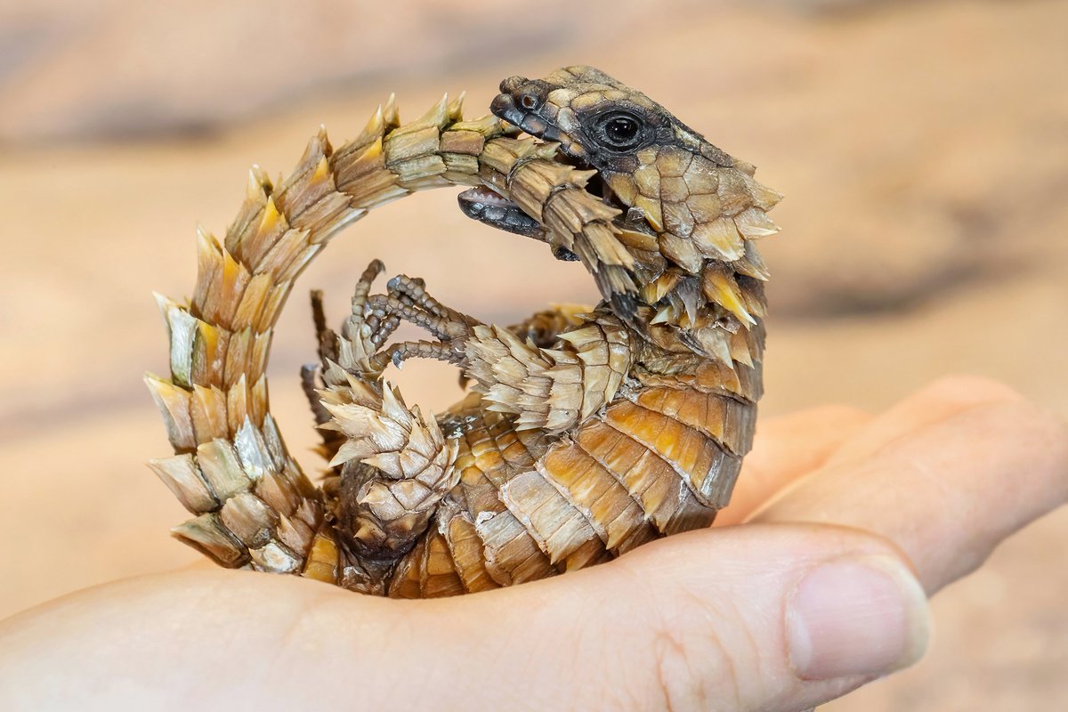 bizimkiez's tweet photo. Aww 🐉😯 Im @zoovienna sind Babydrachen geschlüpft, in #Kreuzberg bereitet sich der solidarische #Kiezdrache auf seinen Auftritt vor auf der widerständigen #Laternendemo am 13.11. 17 Uhr Heinrichplatz: gegen #Verdrängung, ob Kita, Kneipe, Eigenbedarf oder hohe Miete
📸D.Zupanc https://t.co/la2Ypem8XP