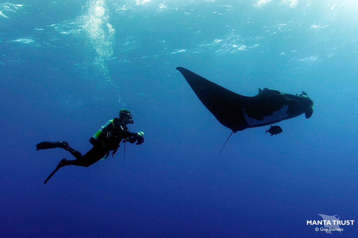 Are you a diver? Have you ever thought how your behaviour can impact manta rays? This study analysing the behaviour of manta to determine how diver behaviours and techniques affect them - bit.ly/3hliatX