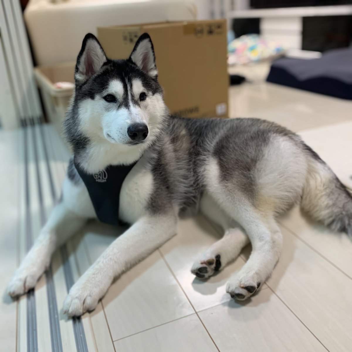 Genie_0213's tweet photo. リード一体型ハーネスが届いた✨
車の乗り降りのときがね…面倒でね…つい買い替えてしまいました🙂
瞬時ロック、1.4m、1㌧トラックも引っ張れる、バックルの位置が毛に絡まない✨
首にも負担がかからないし、あとは飼主が慣れるだけだ😂
#TAILHIGH https://t.co/rxZMuqvDYR