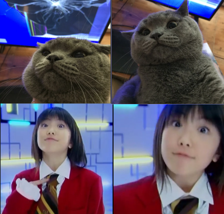 zoocros's tweet photo. 今日見つけた猫の写真と前ツイートした写真が似ています。本当にかわいいです。 https://t.co/CR8SX197z2