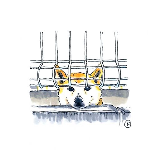 K M タカハシ 勝手にレギュラー化 ゴメン笑 友人宅のわんこ サスケ さて今回のサスケは 覗くサスケちん もうちょっとポテっとした感じだったんだけど かわいいが過ぎるぞーーっ 艸 できるだけ1日1絵 しばいぬ 柴犬 犬イラスト イラスト