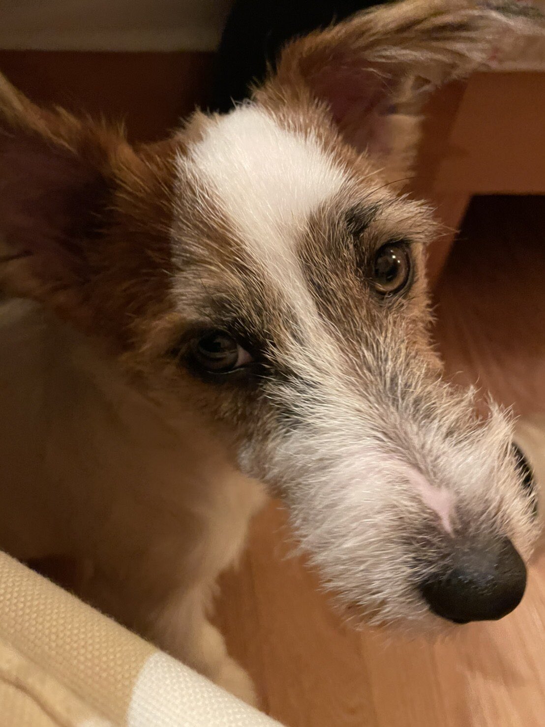 おーき Youtuber 角度かな おかゆの顔が細長い ジャックラッセルテリア 犬 犬のいる暮らし T Co Hk06gizihh Twitter