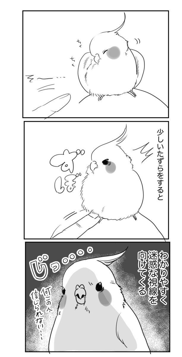 かわいいけど控えようと思った日
#オカメインコ 