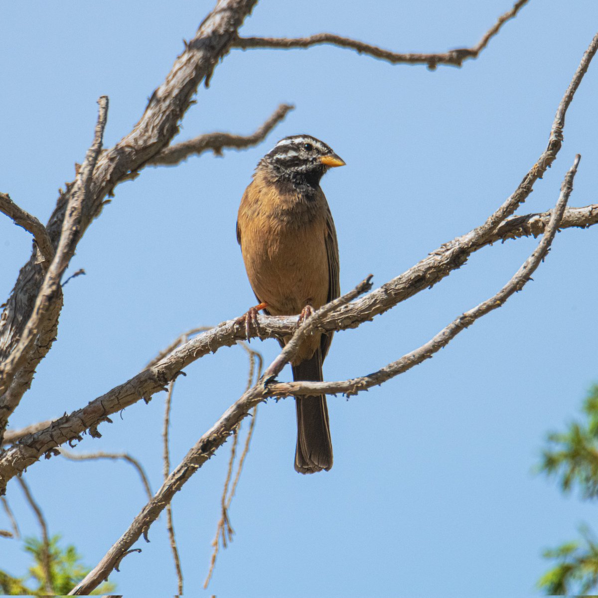 FutureMediaPK's tweet photo. Cinnamon Breasted Bunting ♂️
♂️ درسة قرفية صدر

#AlShafa #Taif #Makkah #SaudiArabia
#الشفاء #طائف #مكة #السعودية

"Playback experiments reveal that buntings can distinguish between neighbors and strangers after hearing a single song; they act less aggressively toward neighbors." https://t.co/0LWmdu2efh