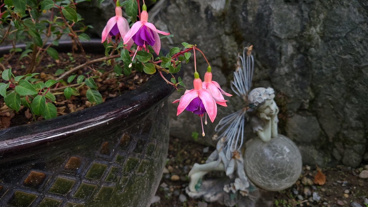 LovelyEarthS's tweet photo. I love our whimsical corner of the yard where the little garden fairy enchants the scene.
#GardenFairy #FuchsiaFairy #FairyInTheGarden #Fuchsias #HummingbirdFlowers #LovelyEarthSociety https://t.co/G9MwSCcDvG