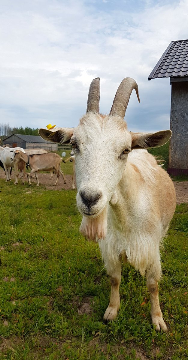 Ain’t someone looking purdy today!

#goatlover #animals #goatsareawesome