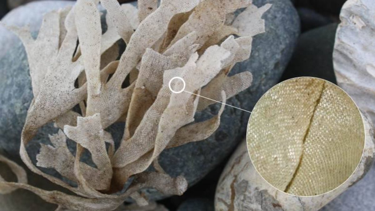 LivingSeasNW's tweet photo. This #SpeciesSunday is Hornwrack!  
This is something you may have come across washed up on the beach. It's not seaweed but actually a colony of tiny animals called zooids! 

🏘Hornwrack is made up of a mesh of tiny cases, within each, lives an individual zooid! https://t.co/D1juQRj1t6
