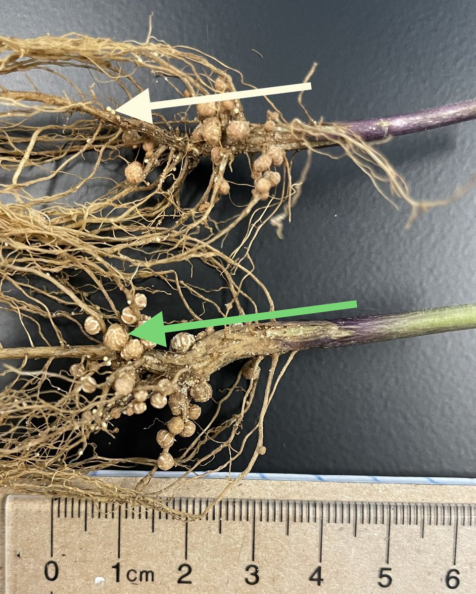 LesSchumacher's tweet photo. Side-by-side comparison of #SCN (white arrow) vs. Rhizobium nodule (green arrow) on #soybean #roots. Rhizobium = good 😊 (fix nitrogen); SCN = bad ☹️ (plant parasite) #nematodes #nematology https://t.co/kX34tXLjjv