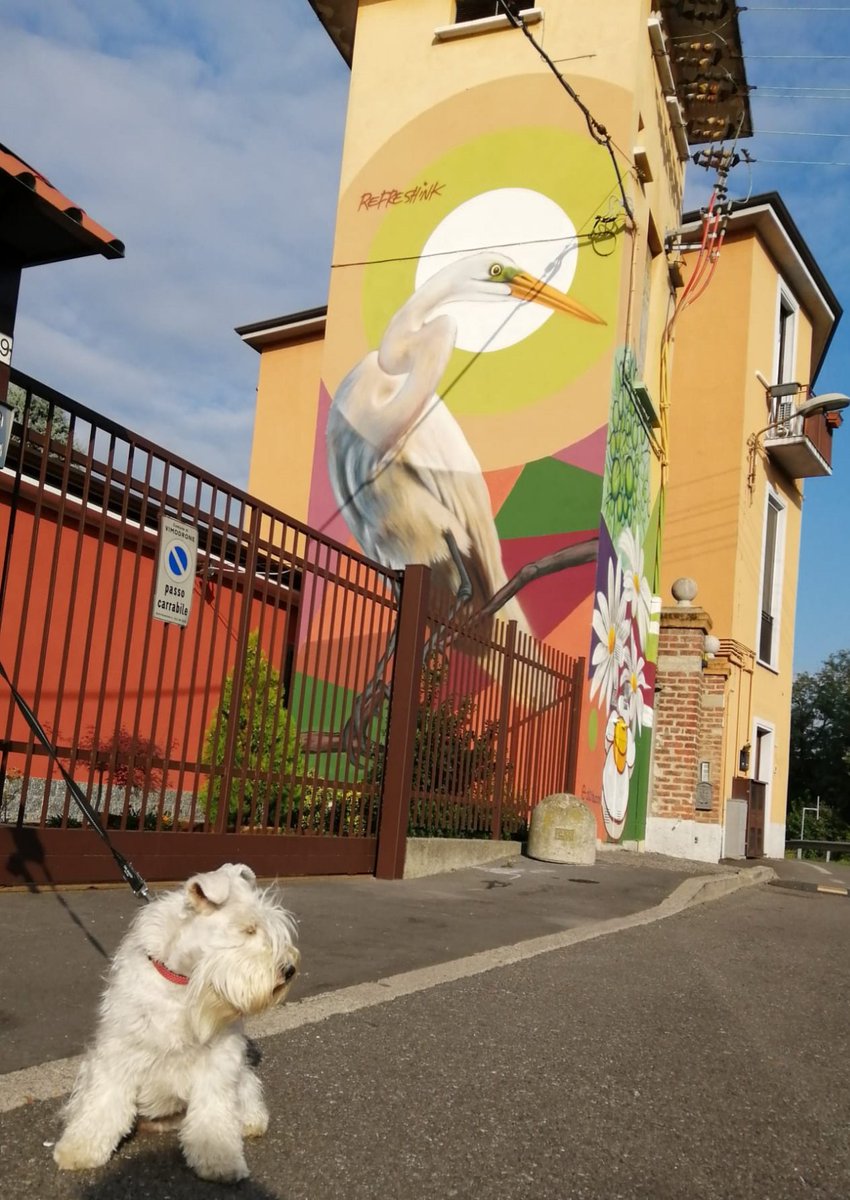 Un bellissimo #murales dipinto da #refreshink riprende l' #aironecenerino #Heron. Beckie ha la stessa espressione #schnauzer #whiteschnauzer #vimodrone #navigliomartesana #edistribuzione