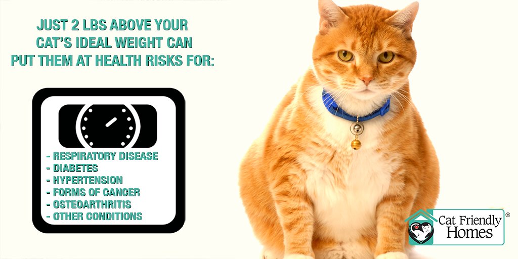 Today is National Pet Obesity Awareness Day. Did you know that a mere 2 lbs. of extra weight can lead to serious health problems such as inflammatory bowel disease and asthma for your cat? 

bit.ly/2LNwjBe

#PetObesityAwarenessDay #CatCare