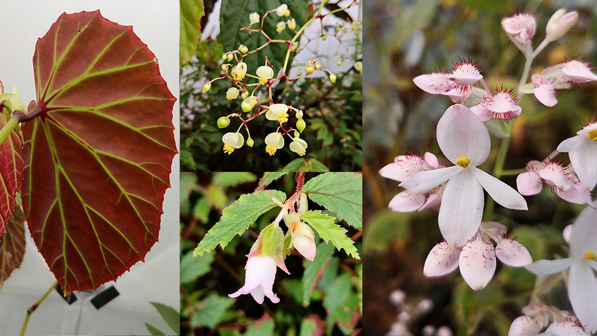 First time in the research collection @TheBotanics for over a year. The amazingly diverse Begonia collection is doing well as we prepare for our glasshouse transformation under the BIOMES project. Here are B. isoptera (left and top), B. arfakensis (bottom) and B. labordei.