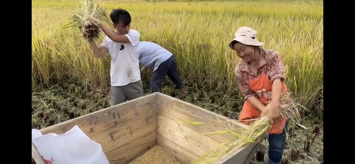 What does the slowing heartbeat of October sound like in the rumpled, light-drenched mountains of southwest #China? 

Like this: vimeo.com/629334050 

Story: nationalgeographic.org/projects/out-o…

#Yunnan #WalkingChina <a href="/InsideNatGeo/">National Geographic Society</a> <a href="/outofedenwalk/">Out of Eden Walk</a>