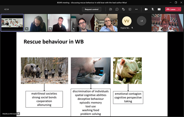 Thank you Michaela Masilkova for talking to us about wild boar rescue behaviour today! Lots of questions for the future research! doi.org/10.1038/s41598…
