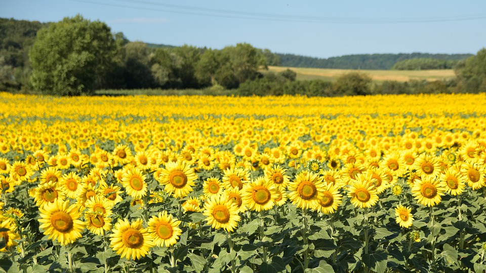 Le 14 octobre, la FNSEA et l’Association nationale emploi formation en agriculture (Anefa) ont signé un accord avec le ministères des Armées, afin de faciliter la reconversion des militaires dans le milieu agricole. Plus d'infos ci-dessous👇
campagnesetenvironnement.fr/de-militaire-a…
