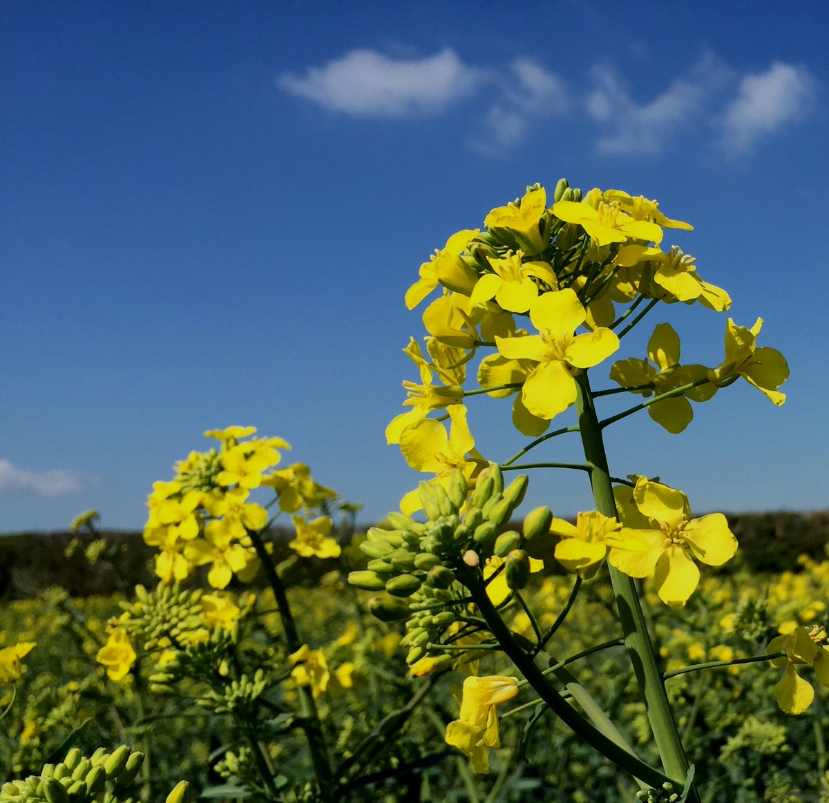 Don't forget to register for the Annual UK Brassica Research Community Meeting <a href="/UKBRC/">UKBRC</a> and the Annual DEFRA OREGIN stakeholder forum at Rothamsted, 23rd November 2021 🥦🥦🥦 forms.gle/S7zrrUZL6CgawG…