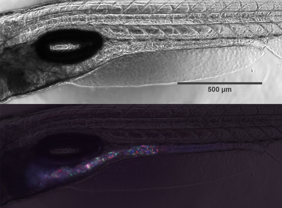With a nice pic taken by Gab: a transparent ZF larva colonized with three E. coli strains, each expressing a different fluorescent protein (mCerulean3, mNeonGreen or mCherry2)