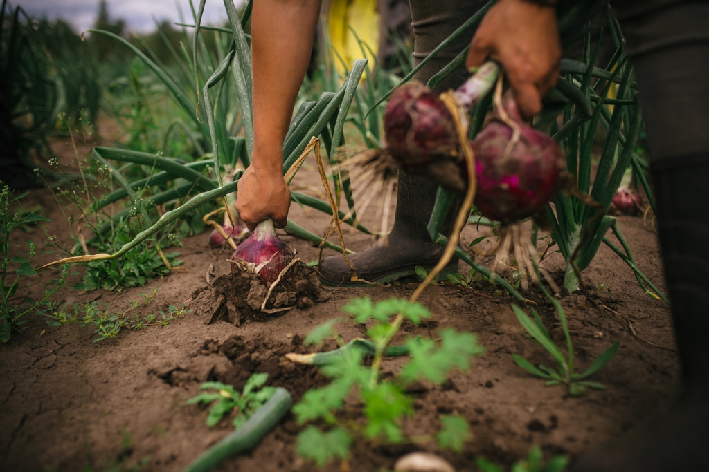 It's the first pickup of the Late Season CSA! Don't forget to pickup today!