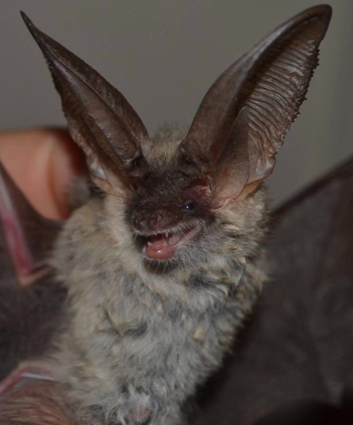 Avinet Research Supplies tweet media