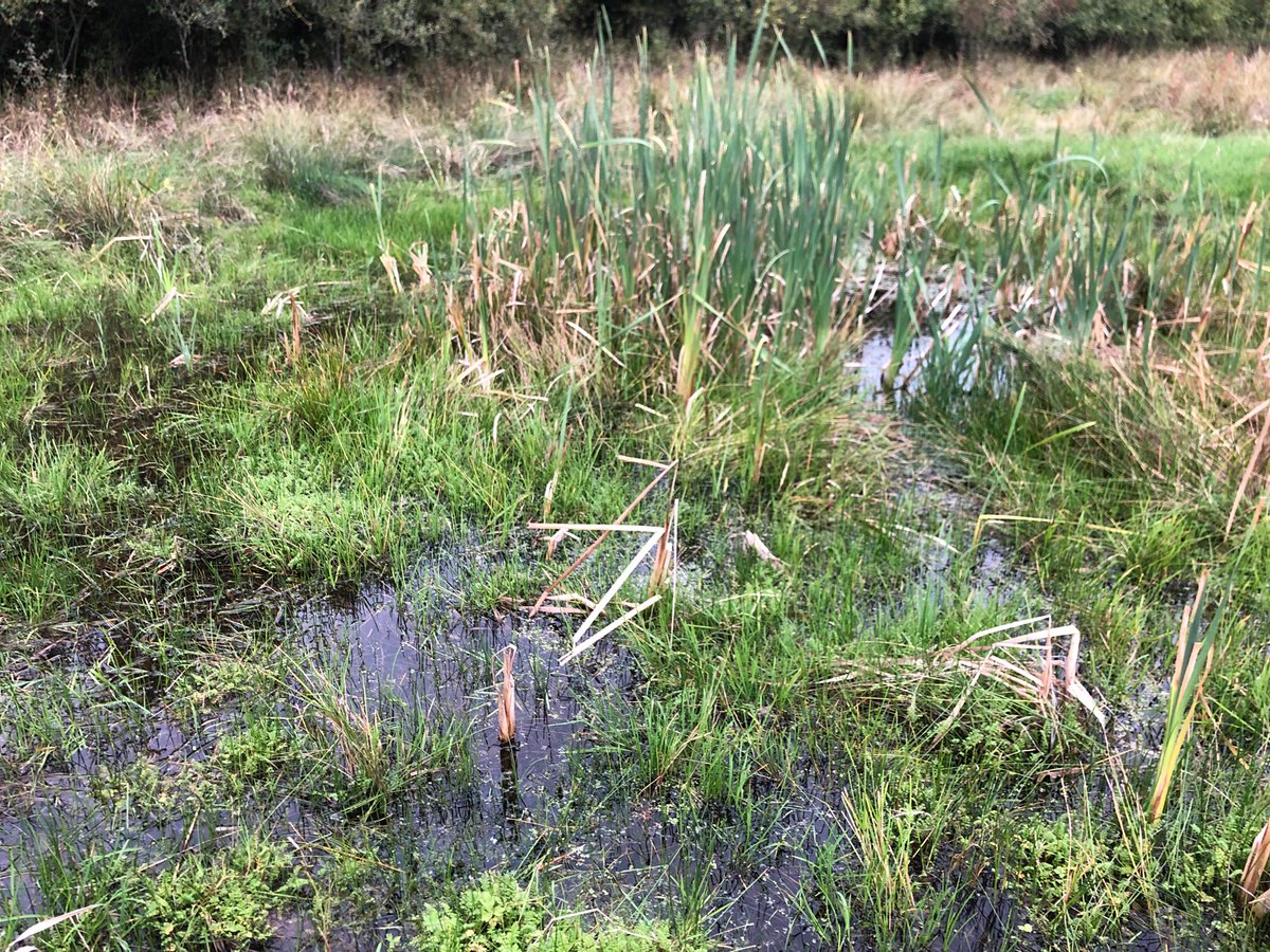 Fab to see #TubularWaterDropwort doing so well at this time of year at #RawcliffeMeadows one of @PondRiverStream #FlagshipPonds sites. Find out more about this fascinating urban pond site and TWD bit.ly/RawcliffeFlags…