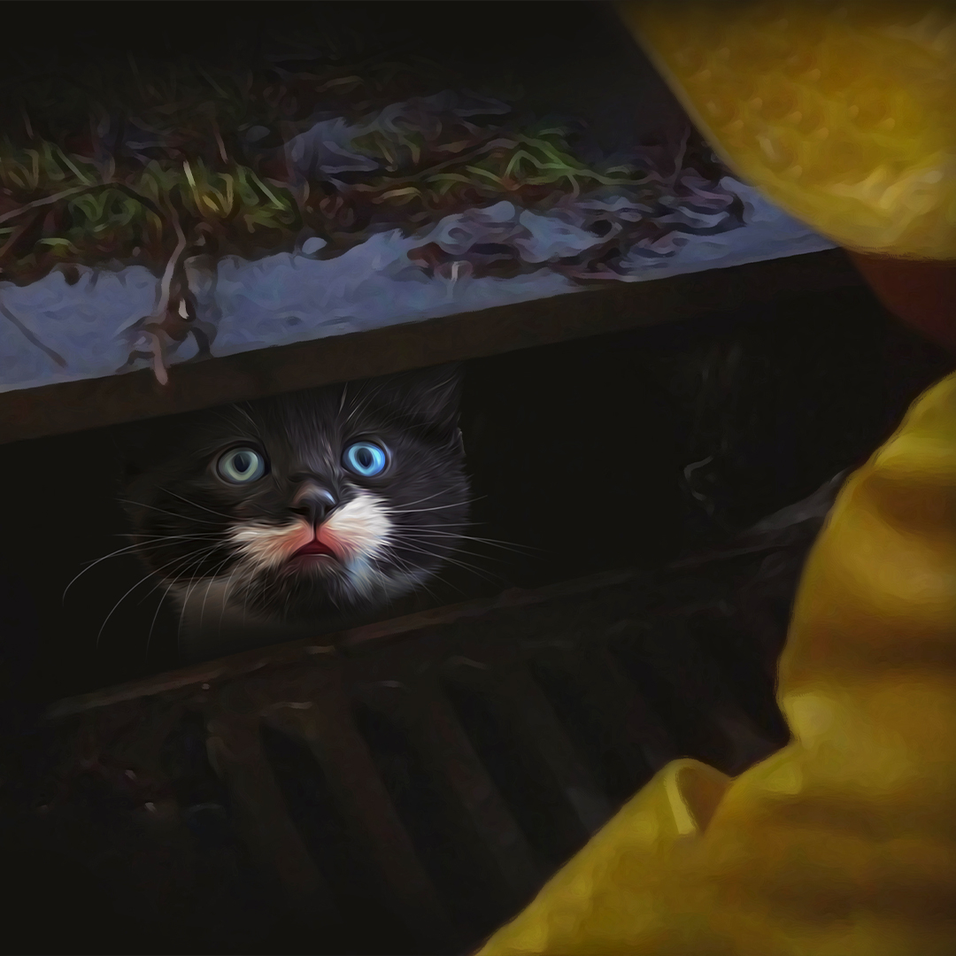 Hey Georgie... Do you want a pet portrait? purrandmutt.com/halloween #halloween #petpotraits #halloweengifts #spookygifts #horror #it #pennywise