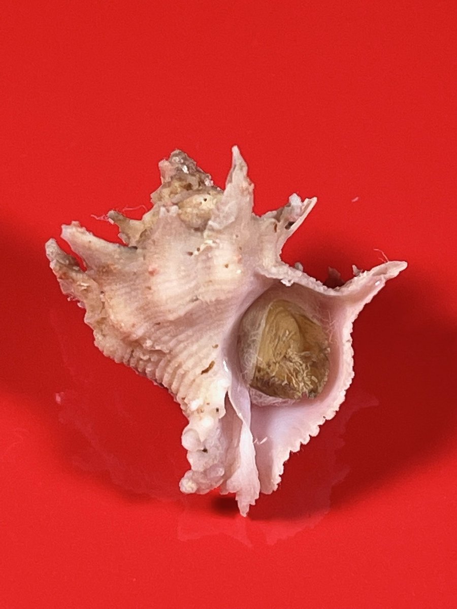 葛西海岸 V Twitter キキョウニシ Babelomurex Deburgiae Reeve 1857 千葉県安房小湊 1 150m深 殻高30mm 殻表面に細かい螺肋をめぐらす 肩に三角の板状の突起を生じる 殻口内は淡紅色ないしは白色 房総では非常に少ない貝である 漢字で書くと桔梗螺 和名は貝