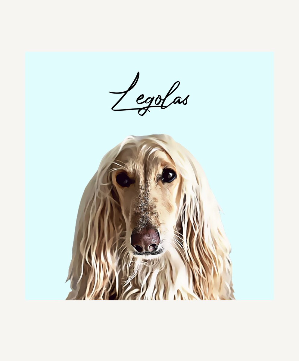 Legolas_the_Afghanhound tweet media