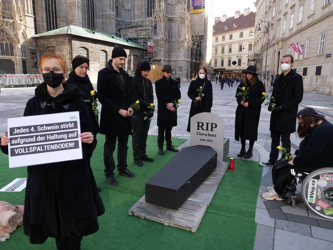 vgt_at's tweet image. Begräbnis: @ElliKoestinger und ihre @volkspartei tragen Tierschutz zu Grabe
Abgesichert durch #Messagecontrol und durch #Inseratenschaltungen in #Medien, glaubt die #oevp #Regierung, jeden Tierschutzfortschritt ungestraft blockieren zu können
vgt.at/presse/news/20… !B