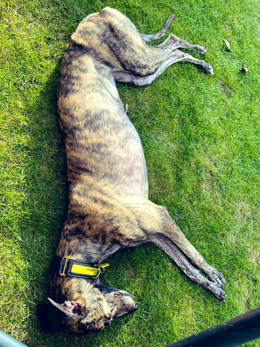 Day 6 : #RescueGreyhound - managed a shuffle round the block - managed to stay home alone 1 hour ✅ &amp; now sunbathing #afternoonNap <a href="/DogsTrust/">Dogs Trust 💛🐶</a> <a href="/penfoldholes/">Richard</a>
