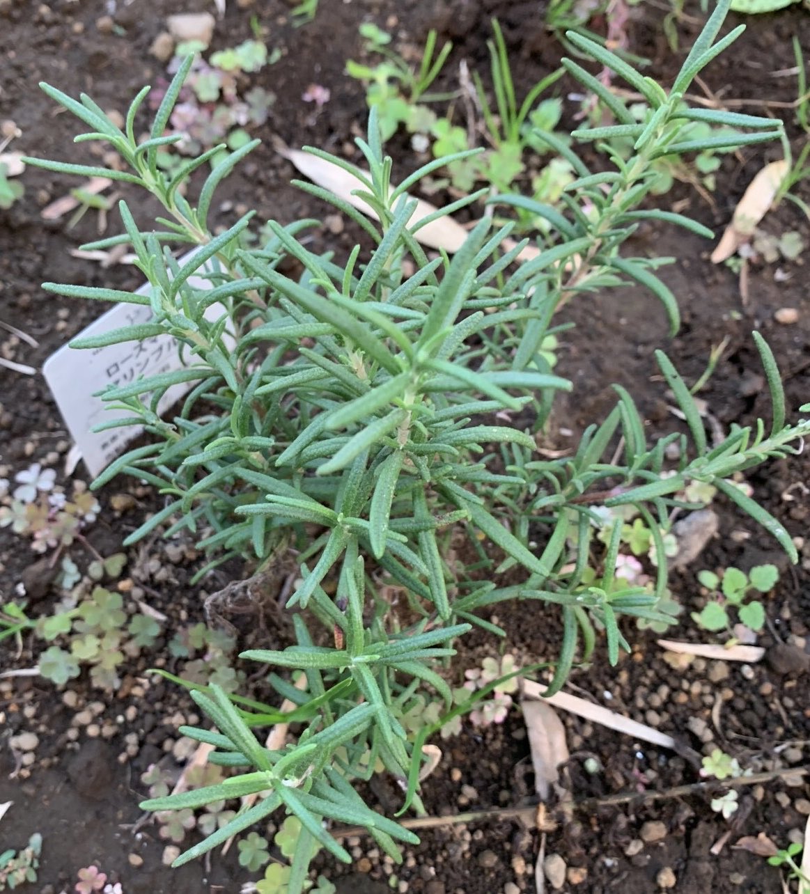 かずりんの家庭菜園 畑の端っこにオマケで植えたローズマリー 全然大きくならないんだけど 大丈夫かな 家庭菜園 ハーブ T Co 42nr1voxkf Twitter かずりんの家庭菜園 畑の端っこにオマケで植えたローズマリー 全然大きくならないんだけど 大丈夫かな 家庭菜園 ハーブ T Co 42nr1voxkf Twitter