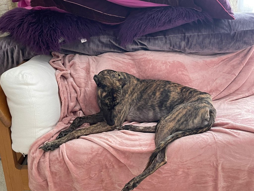 <a href="/CityWayOst/">City Way Health</a> <a href="/emma_tuffey/">Emma Tuffey</a> <a href="/DogsTrust/">Dogs Trust 💛🐶</a> <a href="/CaseyCanine/">Casey Canine</a> <a href="/penfoldholes/">Richard</a> <a href="/businessbunker/">Bunker Show</a> <a href="/NurseLizJ/">Liz J</a> <a href="/AthelbraeLtd/">Athelbrae Ltd</a> <a href="/ChipsandDinks/">Chips and Dinks</a> <a href="/xmasintenterden/">christmasintenterden</a> <a href="/charity_buddy/">CharityBuddy</a> <a href="/Riverford/">Riverford</a> <a href="/BigGreenEgg/">Big Green Egg</a> She has expensive taste !!  <a href="/olivesrgood4u/">Olives R Good 4 U</a> ! #food stealer !