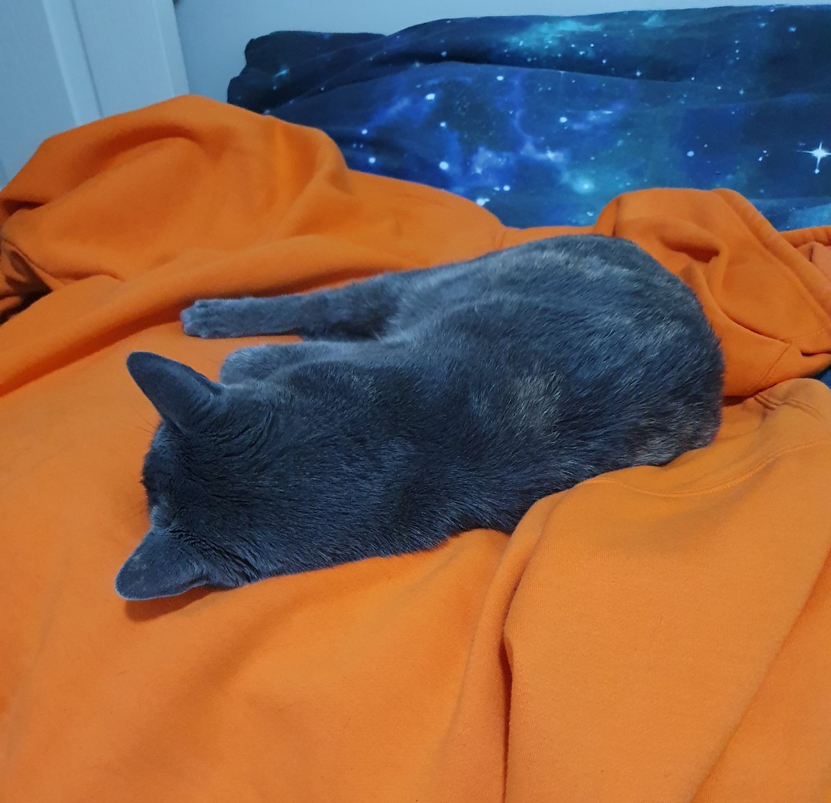 BluCatDev's tweet photo. Phoenix, my little snuggle bug, looks extra blue when sleeping on my orange @charlessturtuniversity hoodie. Only 2.5 weeks left of this uni session! π₯³
Tell me about your animals! π»
#catoftheday #indiedev #gamedev #csupride #csulife #csu #charlessturtuniversity https://t.co/AIQ5ub7hg1