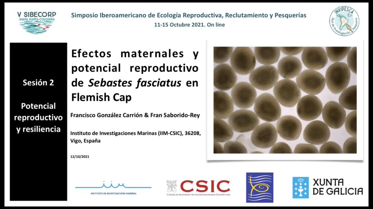 fgonfishecol's tweet photo. Presenting some results of my PhD in #SIBECORP
Talk about maternal effects and reproductive potential in Flemish Cap of 𝘚𝘦𝘣𝘢𝘴𝘵𝘦𝘴 𝘧𝘢𝘴𝘤𝘪𝘢𝘵𝘶𝘴 @IIM_CSIC
Thanks to co-author and @invipesca https://t.co/mRc0qWR8AM