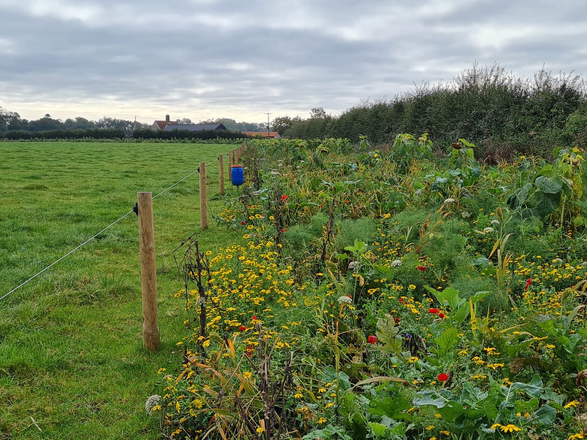 fbuner's tweet photo. Improving #dairy #farms for #biodiversity is chronically difficult. As a result, they are among the most biodiversity-depleted farmed areas in Britain & Europe. Here a simple solution that may help rectify matters: #PARTRIDGEmix by @OakbankGame, called #wildlifeplot in #ELMS. https://t.co/sHEe6wLW8y