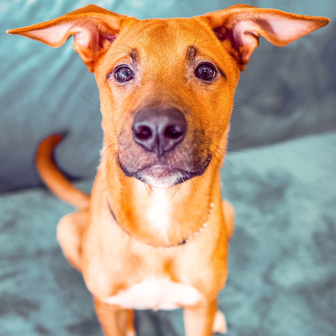chewmasters's tweet photo. Chewmasters would like to thank all of the great organizations that help shelter dogs as well as individuals that work to find great homes for deserving pups across Canada and the US. Consider adopting a shelter dog or donating your time or money to support  these organizations. https://t.co/SoMJfRYmIb