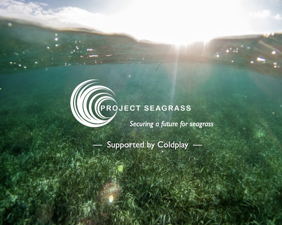 Project Seagrass tweet media